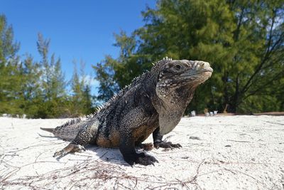 Close-up of a lizard on a tree