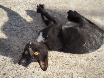 High angle view of dog