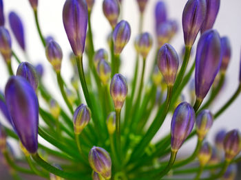 Close-up of purple crocus flowers