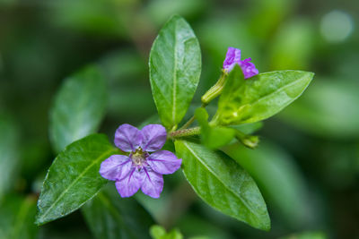 Close-up of pink flowering plant