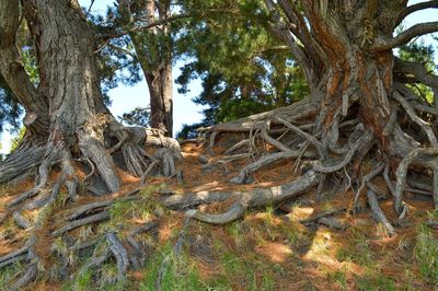 Trees in forest