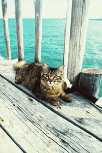Portrait of cat sitting on wooden post