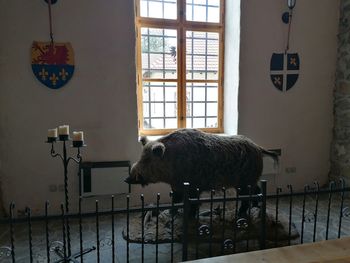 Side view of a horse standing against the window