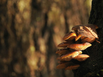 Close-up of mushroom growing on tree