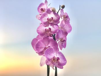 Low angle view of pink flowering plant against sky