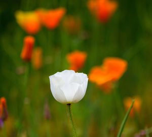 Close-up of white flower blooming outdoors