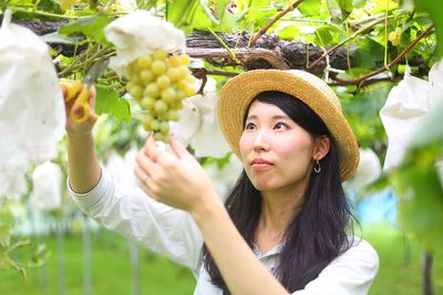 Young woman wearing hat harvesting grapes at vineyard