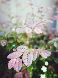 Close-up of water drops on pink flowers