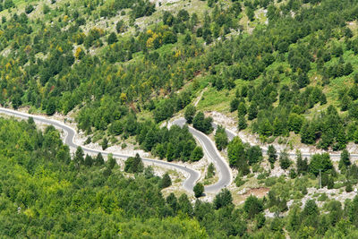 High angle view of road amidst trees