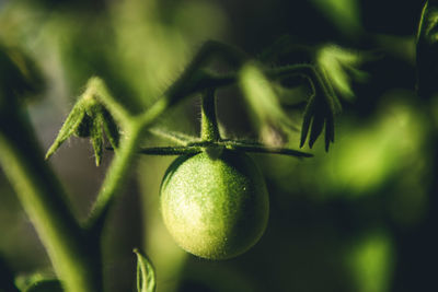 Close-up of fruit growing on plant