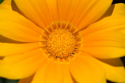 Close-up of yellow flower