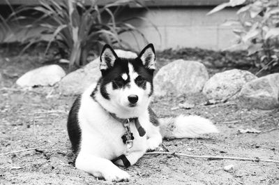 Portrait of dog on field