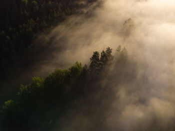 Enchanting sunrise mist over majestic forest in northern europe