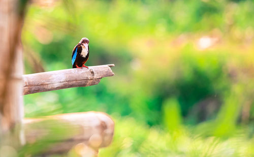 Bird perching on wooden post