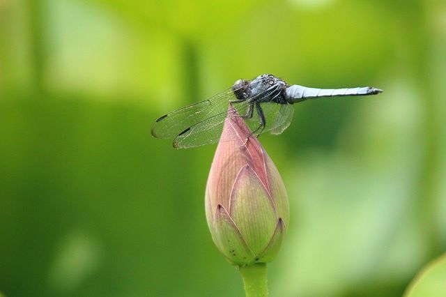 CLOSE-UP OF INSECT ON PLANT