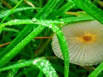 Close-up of water drops on leaf