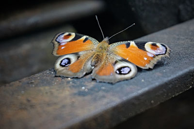 Close-up of butterfly perching