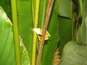 Close-up of green leaves