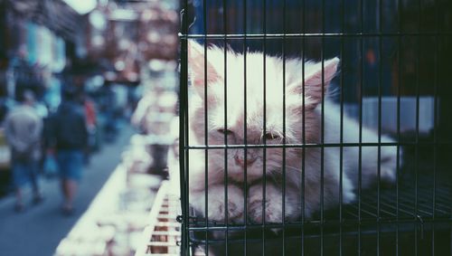 Close-up of cat in cage