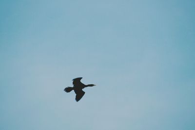 Low angle view of bird flying against clear blue sky