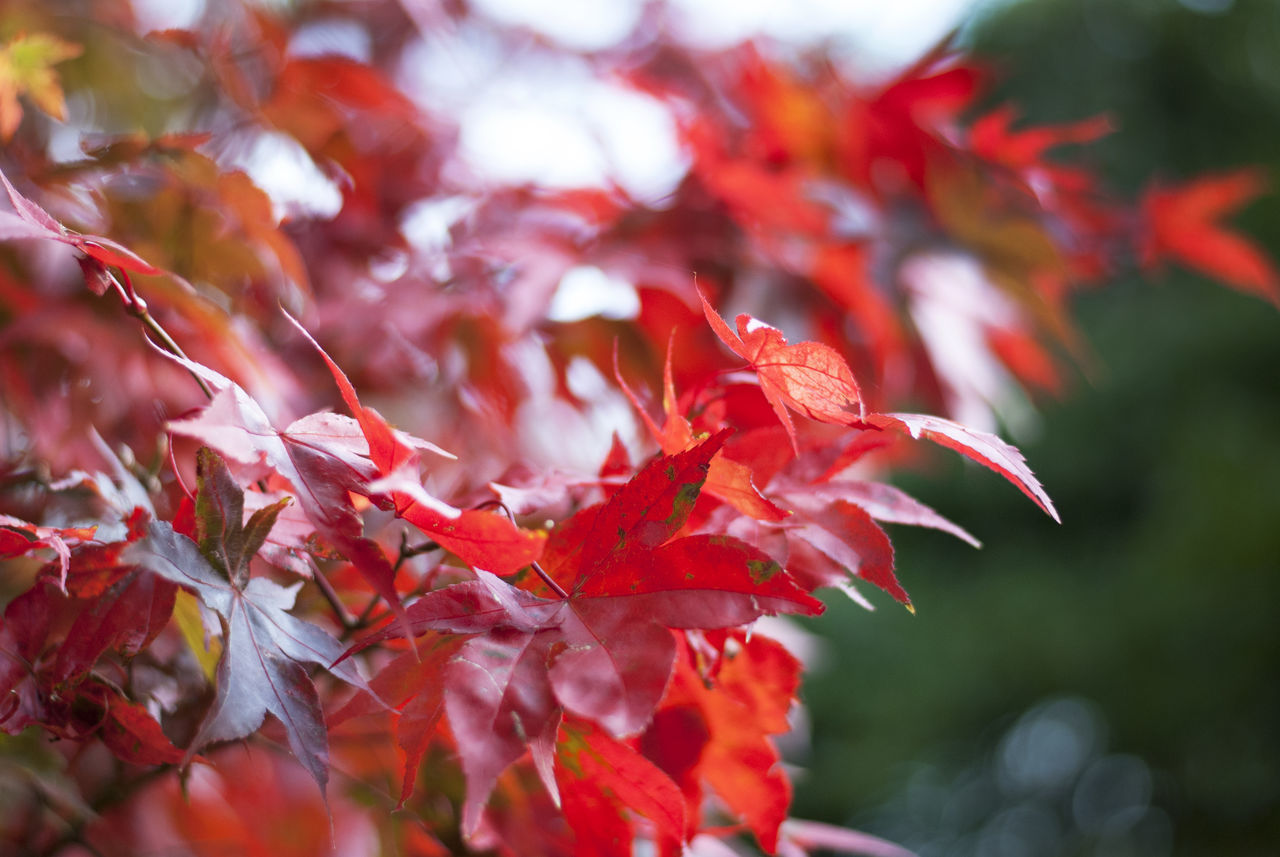 autumn, change, leaf, red, plant part, plant, beauty in nature, maple leaf, close-up, growth, selective focus, day, no people, nature, maple tree, tree, outdoors, leaves, focus on foreground, tranquility, natural condition, autumn collection, fall