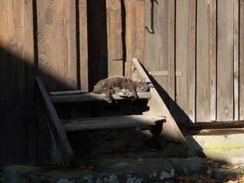 Cat sleeping on wooden steps
