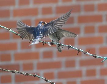 Close-up of bird flying against brick wall