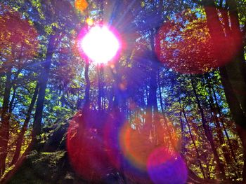 Sun shining through trees