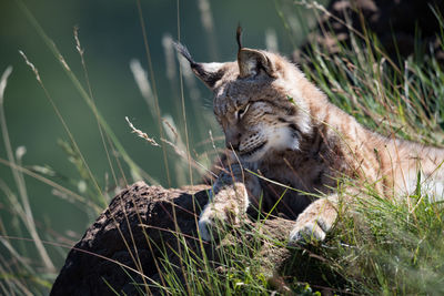 Lynx lying on grassy rock looking down