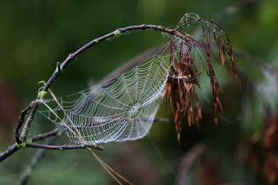 Close-up of spider web on plant