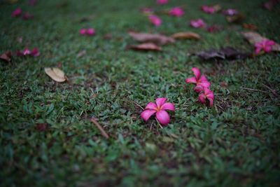 Close-up of pink flowers blooming outdoors