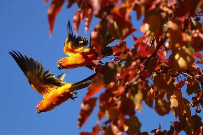 Low angle view of yellow flowers against sky