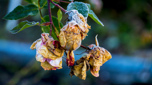 Close-up of dried plant against blurred background