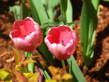 Close-up of pink tulips