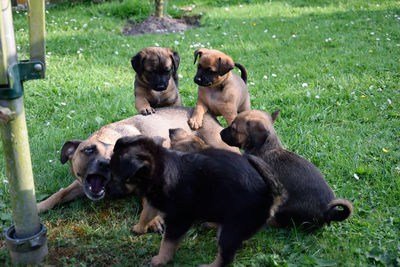 View of dogs on grassy field