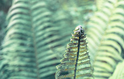 Close-up of fern leaf