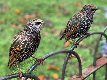Close up birds at st james park london