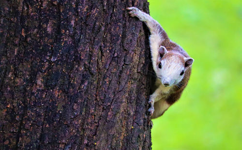 Squirrel on tree trunk