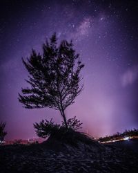 Tree against sky at night