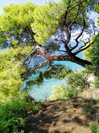 Scenic view of lake in forest