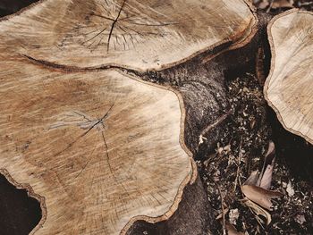 Close-up of tree stump in forest