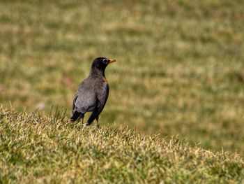 Bird perching on a field