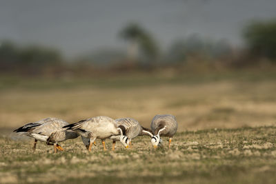 View of birds on field