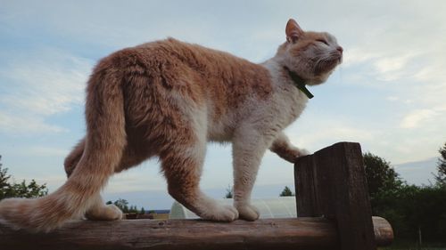 Low angle view of cat walking on wooden railing against sky