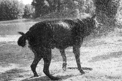 Full length of horse in water