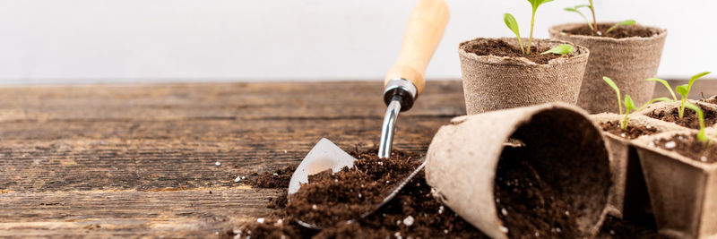 Potted flower seedlings growing in biodegradable peat moss pots on wooden background.