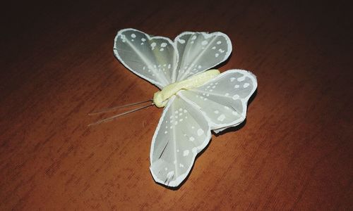 Close-up of flower on table