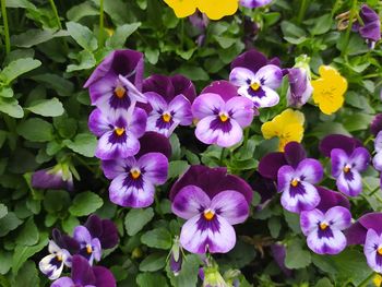 Close-up of purple flowering plants