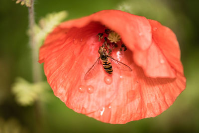 Close-up of insect on red flower