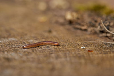 Close-up of insect on land